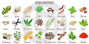 Big set of popular culinary herbs and spices