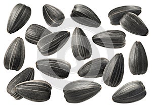 Big set of roasted black sunflower seeds isolated on white background