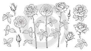 Big set of rose flowers, open and unblown rosebuds, leaves and stems Hand drawn realistic vector illustration.