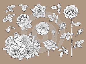 Big set of roses, open and unblown rosebuds, bouquet of flowers, leaves and stems. Black and white line art