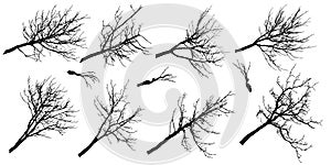 Big set of silhouettes of autumn branches of different trees. Vector illustration