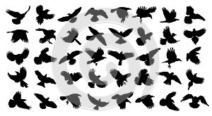 A big set of silhouettes birds in flight.