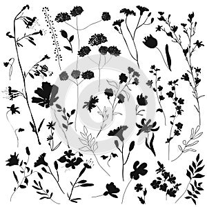 Big set silhouettes botanic blossom floral elements. Branches, leaves, herbs, wild plants, flowers. Garden, meadow, feild collecti