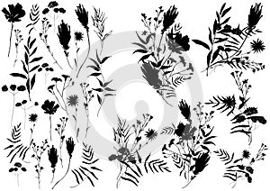 Big set silhouettes botanic floral elements. Branches, leaves, herbs, flowers. Garden, field, meadow wild plants