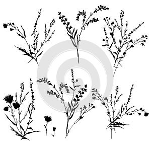Big set silhouettes botanic floral elements. Branches, leaves, herbs, flowers. Garden, field, meadow wild plants.