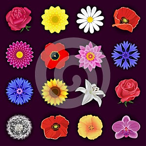 Big set of spring or summer flowers isolated