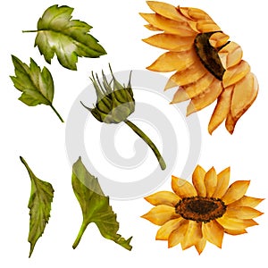 Big set of sunflowers, yellow summer flowers, sunny flower, buds. Hand drawn drawing isolated on white background