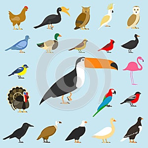 Big set of tropical, domestic and other birds, cardinal, flamingo, owls, eagles, bald, sea, parrot, goose. raven