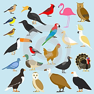 Big set of tropical, domestic and other birds, cardinal, flamingo, owls, eagles, bald, sea, parrot, goose. raven