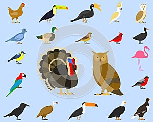 Big set of tropical, domestic and other birds, cardinal, flamingo, owls, eagles, bald, sea, parrot, goose. raven