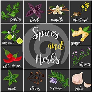 Big set of various spices and herbs, seasonings