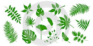 Big set of vector green leaves, herbal element, collection of simple and tropical leaves