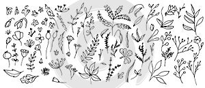 Big Set of vector Plants in Doodle style. Hand drawn illustration in monochrome black and white colors. Floral