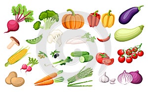 Big set vegetables fresh agriculture collection vector illustration on white background