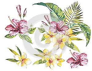 Big Set Watercolor collection with tropical plants elements - leaf, flowers