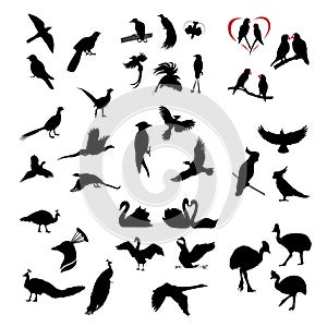 The big set of wild birds silhouettes