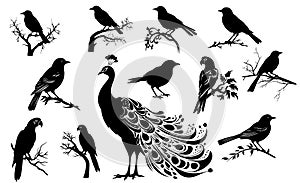 The big set of  wild birds silhouettes and icons. Illustations of bird on tree photo