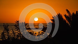 Big setting sun over ocean and silhouettes of tropical leaves and palm tree against colorful red sky