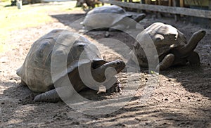 Big Seychelles turtle