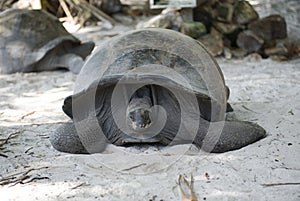 Big Seychelles turtle