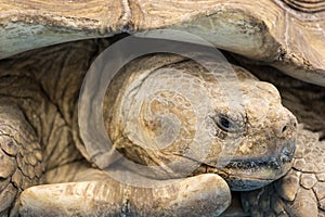 Big seychelles turtle