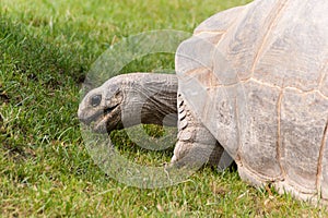 Big Seychelles Turtle