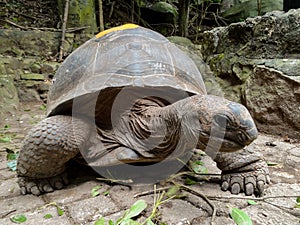 Big Seychelles turtle