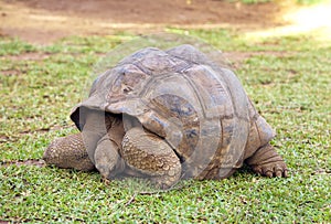 Big Seychelles turtle