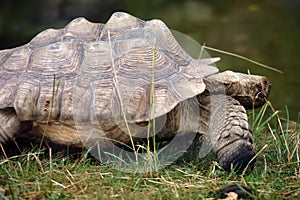 Big Seychelles turtle