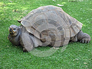 Big Seychelles turtle in Arequipa, Peru