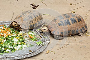 Big Seychelles turtle eat
