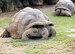 Big Seychelles turtle eat