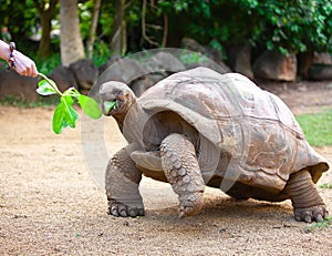 Big Seychelles turtle eat. Close up