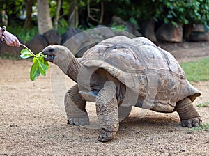 Big Seychelles turtle eat. La Vanille Reserve park