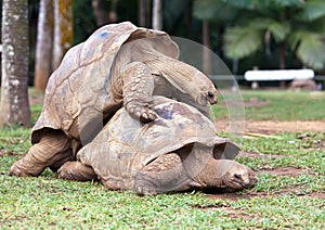 Big Seychelles turtle in La Vanille Reserve park.