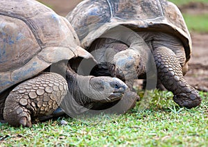 Big Seychelles turtle.Mauritius.