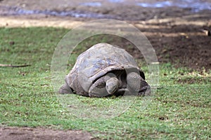 Big Seychelles turtle in park
