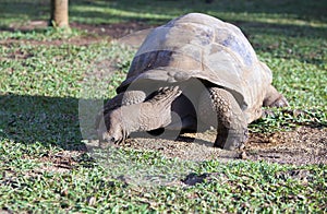 Big Seychelles turtle in park