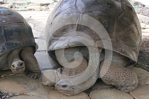 Big Seychelles turtle in Vanille Reserve park Mauritius