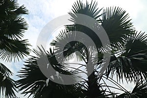 Big and shady palm trees on the garden