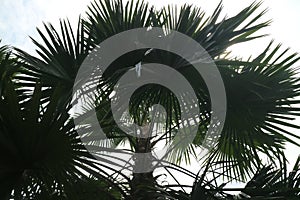 Big and shady palm trees on the garden