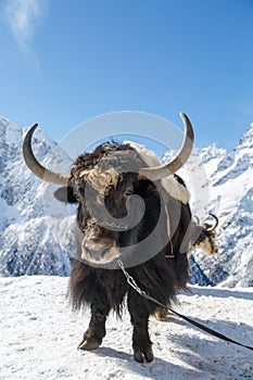 Big shaggy black yak is standing on the snow against the white mountains on a sunny day