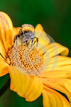 Big shaggy bumblebee pollinates flower