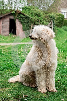 Big shaggy dog on the green grass. White royal poodle