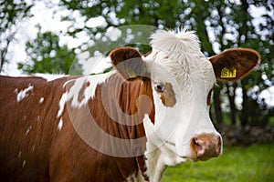 Big shaggy highland cow looking into camera with funny hairstyle. close up portrait. Cow in the field