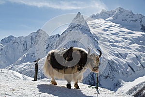 Big shaggy yak stands, tethered against the background of the beautiful white mountains of the Caucasus