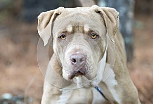 Big Shar Pei and American Bulldog mix breed dog portrait