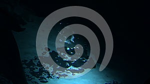 Big shark tail swimming above in a aquarium