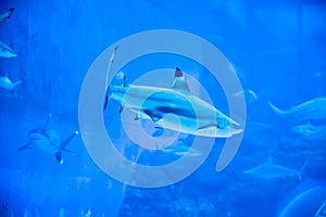 Big Sharks swimming in Aquarium Shark Fish Tank