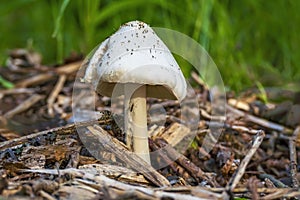 The big sheath mushroom (Volvariella gloiocephala) with mosquito in the Prielenbos in Zoetermeer